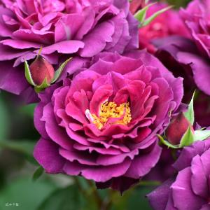 バラ　ライラ｜花の手帖のバラ図鑑