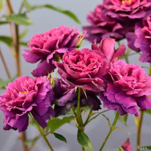 バラ　ライラ｜花の手帖のバラ図鑑