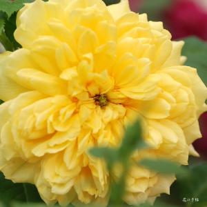 バラ　リアチュチュ（Liah Tutu）｜花の手帖のバラ図鑑