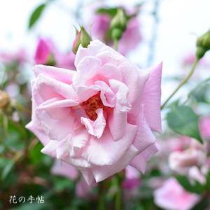 バラ　ル ベジュブ（Le Besuve）｜花の手帖のバラ図鑑