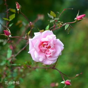 バラ　ル ベジュブ（Le Besuve）｜花の手帖のバラ図鑑