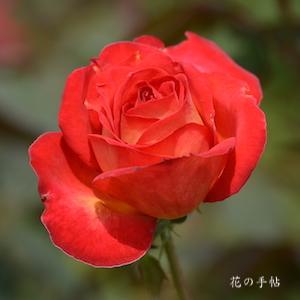 バラ　レジェンド｜花の手帖のバラ図鑑