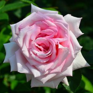 バラ　｜花の手帖のバラ図鑑