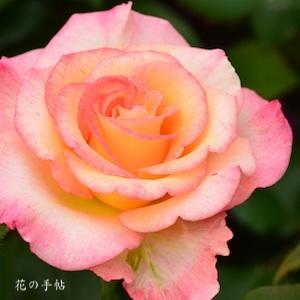 バラ　レオフェレ（Leo Ferre）｜花の手帖のバラ図鑑