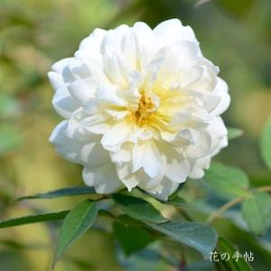 バラ　ル パクトール（Le Pactole）｜花の手帖のバラ図鑑