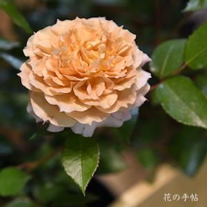 バラ　ル サブリエ（Le Sablier）｜花の手帖のバラ図鑑