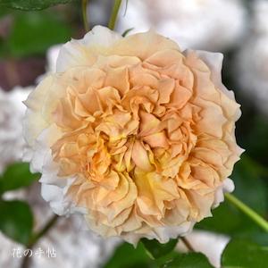 バラ　ル サブリエ（Le Sablier）｜花の手帖のバラ図鑑