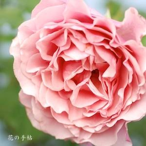 バラ　レトワール｜花の手帖のバラ図鑑