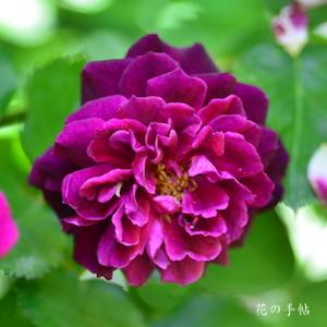 バラ　｜花の手帖のバラ図鑑
