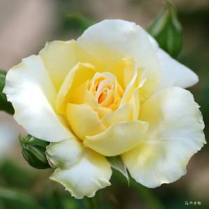 バラ　｜花の手帖のバラ図鑑