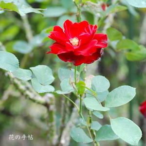 バラ　リリー マルリーン（Lilli Marleen）｜花の手帖のバラ図鑑