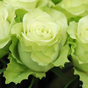 バラ　ライム（Lime）｜花の手帖のバラ図鑑