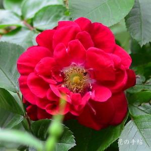 バラ　リンダ キャンベル（Linda Campbell）｜花の手帖のバラ図鑑