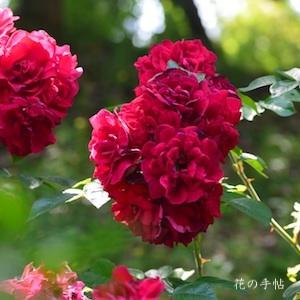 バラ　リンダ キャンベル（Linda Campbell）｜花の手帖のバラ図鑑