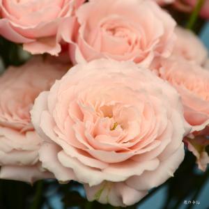 バラ　リリカ（Lirica）｜花の手帖のバラ図鑑