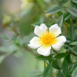 バラ　リトルマーメイド（Little Mermaid）｜花の手帖のバラ図鑑