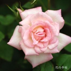 バラ　リトル オパール（Little Opal）｜花の手帖のバラ図鑑