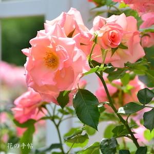 バラ　リバプール エコー（Liverpool Echo）｜花の手帖のバラ図鑑