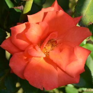 バラ　リビングデイライツ（Living Daylights）｜花の手帖のバラ図鑑