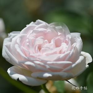バラ　ロッキンヴァー（Lochinvar）｜花の手帖のバラ図鑑