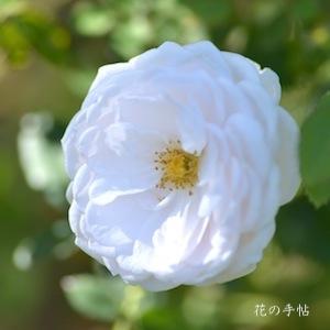 バラ　ロッキンヴァー（Lochinvar）｜花の手帖のバラ図鑑