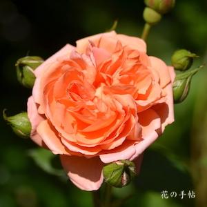バラ　ルイーズクレメンツ（Louise Clements）｜花の手帖のバラ図鑑