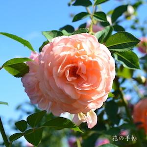 バラ　ルイーズクレメンツ（Louise Clements）｜花の手帖のバラ図鑑