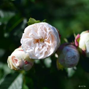 バラ　｜花の手帖のバラ図鑑