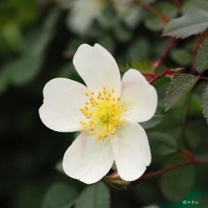 バラ　ルイリール（Louis Riel）｜花の手帖のバラ図鑑