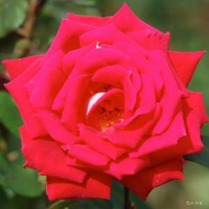 バラ　ラブ（Love）｜花の手帖のバラ図鑑