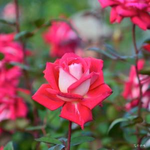 バラ　ラブ（Love）｜花の手帖のバラ図鑑