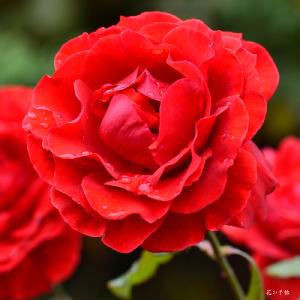 バラ　ラブ（Love)｜花の手帖のバラ図鑑