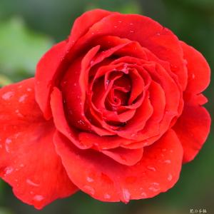 バラ　ラブ（Love)｜花の手帖のバラ図鑑