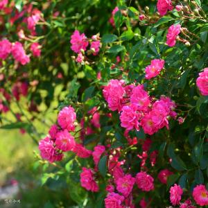 バラ　ラブリーフェアリー（Lovely Fairy）｜花の手帖のバラ図鑑