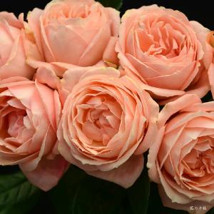 バラ　｜花の手帖のバラ図鑑