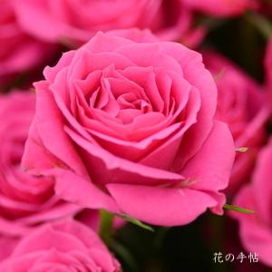 バラ　ラブリー リディア（Lovely Lydia）｜花の手帖のバラ図鑑