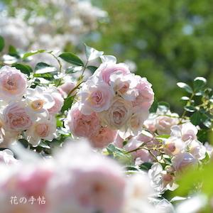 バラ　ラブリー メイアン（Lovely Meilland）｜花の手帖のバラ図鑑