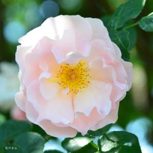 バラ　ルチェッタ（Lucetta）｜花の手帖のバラ図鑑