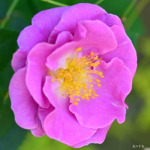 バラ　｜花の手帖のバラ図鑑