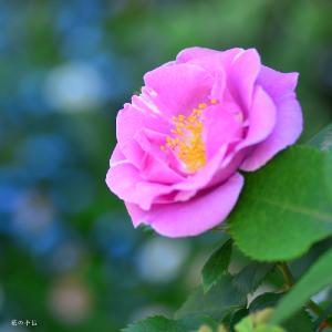バラ　｜花の手帖のバラ図鑑