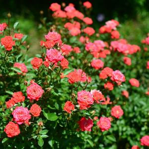 バラ　ラッキー ダック（Lucky Duck）｜花の手帖のバラ図鑑