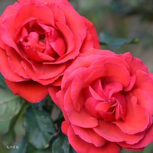 バラ　ルーシークラムフォン（Lucy Cramphorn）｜花の手帖のバラ図鑑