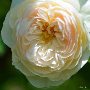 バラ　ルドロウキャッスル（Ludlow Castle）｜花の手帖のバラ図鑑