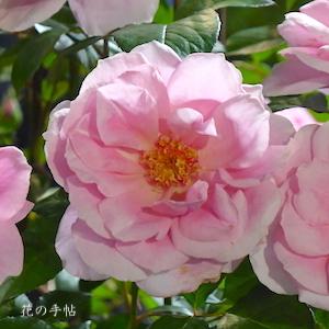 バラ　リュート（Luth）｜花の手帖のバラ図鑑