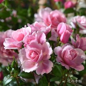 バラ　リュート（Luth）｜花の手帖のバラ図鑑