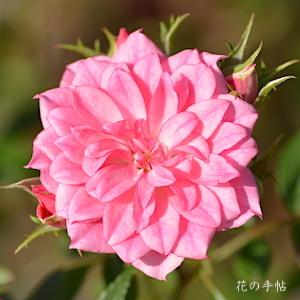 バラ　リュータン（Lutin）｜花の手帖のバラ図鑑