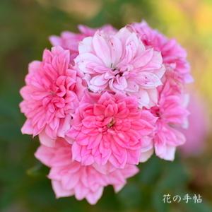 バラ　リュータン（Lutin）｜花の手帖のバラ図鑑