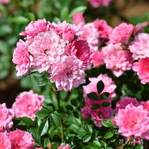 バラ　リュータン（Lutin）｜花の手帖のバラ図鑑