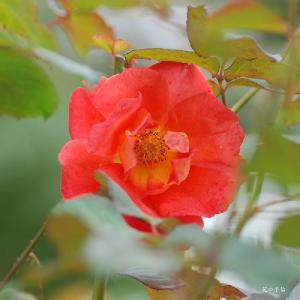 バラ　リディア（Lydia）｜花の手帖のバラ図鑑