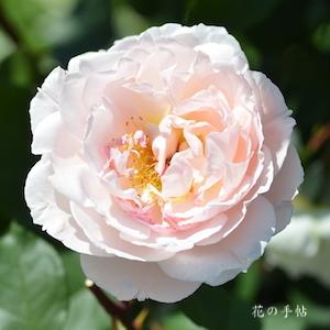 バラ　メルヘンツァウバー｜花の手帖のバラ図鑑